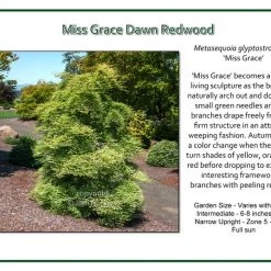 Iseli Nursery Miss Grace Weeping Redwood