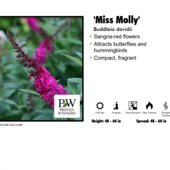 Pandy's Garden Center Butterfly Bush - Miss Molly