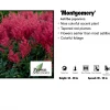 Willoway Astilbe - Montgomery Perennials