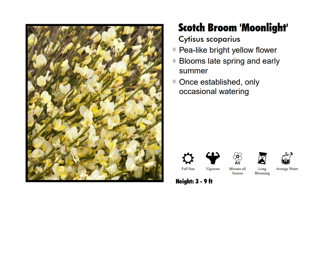 Pandy's Garden Center Nursery Scotchbroom - Moonlight 3 Pandy's Garden Center Nursery Scotchbroom - Moonlight