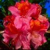 Pandy's Garden Center Nursery Azalea - Mount Saint Helens Salmon Pink