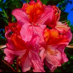 Pandy's Garden Center Nursery Azalea - Mount Saint Helens Salmon Pink