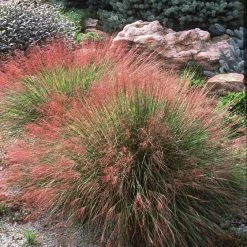 Pandy's Garden Center Muhly Grass Undaunted Ruby Grass House !