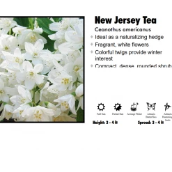 Pandy's Garden Center New Jersey Tea Nursery