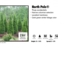 Pandy's Garden Center Arborvitae - North Pole
