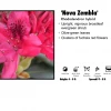 Tree Tyme Nursery Rhododendron - Nova Zembla Red 1 Tree Tyme Nursery Rhododendron - Nova Zembla Red