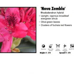 Tree Tyme Nursery Rhododendron - Nova Zembla Red