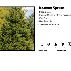 Pandy's Garden Center Spruce - Norway Nursery