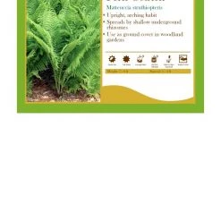 Pandy's Garden Center Perennials Matteuccia Struthiopteris Fern Ostrich