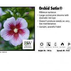 Pandy's Garden Center Perennials Hibiscus Syriacus - Orchid Satin