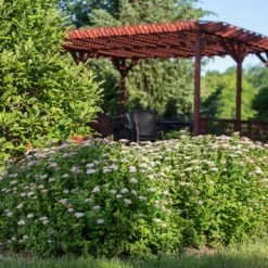 Pandy's Garden Center Spirea 'Pink Sparkler' Nursery