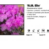 Pandy's Garden Center Rhododendron - PJM Elite Nursery
