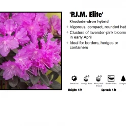 Pandy's Garden Center Rhododendron - PJM Elite Nursery