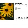 Pandy's Garden Center Perennials Rudbeckia ‘Pot Of Gold’ Black Eyed Susan