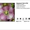 Pandy's Garden Center Perennials Helleborus 'Paris In Pink'
