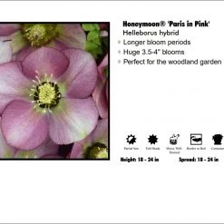 Pandy's Garden Center Perennials Helleborus 'Paris In Pink'