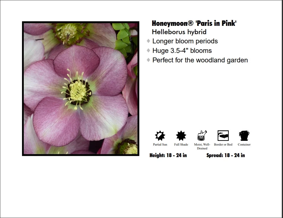 Pandy's Garden Center Perennials Helleborus 'Paris In Pink' 3 Pandy's Garden Center Perennials Helleborus 'Paris In Pink'