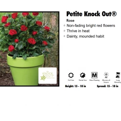 Pandy's Garden Center Rose - Petite Red Knockout