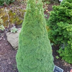 Pandy's Garden Center Alberta Spruce Jean's Dilly Nursery