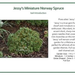 Iseli Spruce - Jessy's Miniature Norway Nursery