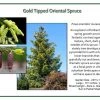 Iseli Gold Tipped Oriental Spruce Nursery