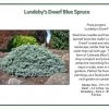 Iseli Nursery Spruce - Lundeby’s Dwarf Blue