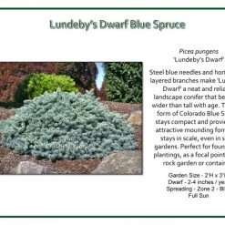 Iseli Nursery Spruce - Lundeby’s Dwarf Blue