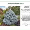 Iseli Blue Spruce - Montgomery Nursery