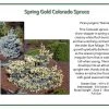 Iseli Spruce - Spring Gold Colorado