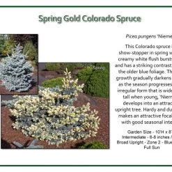 Iseli Spruce - Spring Gold Colorado