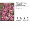 TreeTyme Cherry - Pink Cascade Nursery