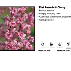 TreeTyme Cherry - Pink Cascade Nursery