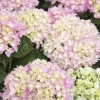 Monrovia Hydrangea - Pink Splendor