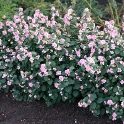 Pandy's Garden Center Snowberry Pinky Promise #3 Nursery