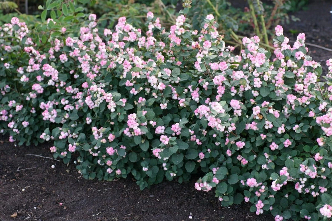 Pandy's Garden Center Snowberry Pinky Promise #3 Nursery 3 Pandy's Garden Center Snowberry Pinky Promise #3 Nursery