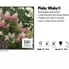 Pandy's Garden Center Hydrangea Pinky Winky