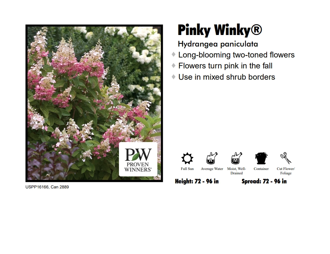 Pandy's Garden Center Hydrangea Pinky Winky 3 Pandy's Garden Center Hydrangea Pinky Winky