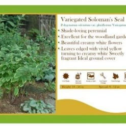 Pandy's Garden Center Polygonatum 'Solomon's Seal' Variegated