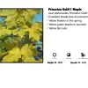 Pandy's Garden Center Maple - Princeton Gold Norway Nursery