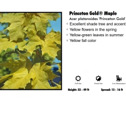 Pandy's Garden Center Maple - Princeton Gold Norway Nursery