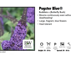 Red Rock Nursery Butterfly Bush - Pugster Blue
