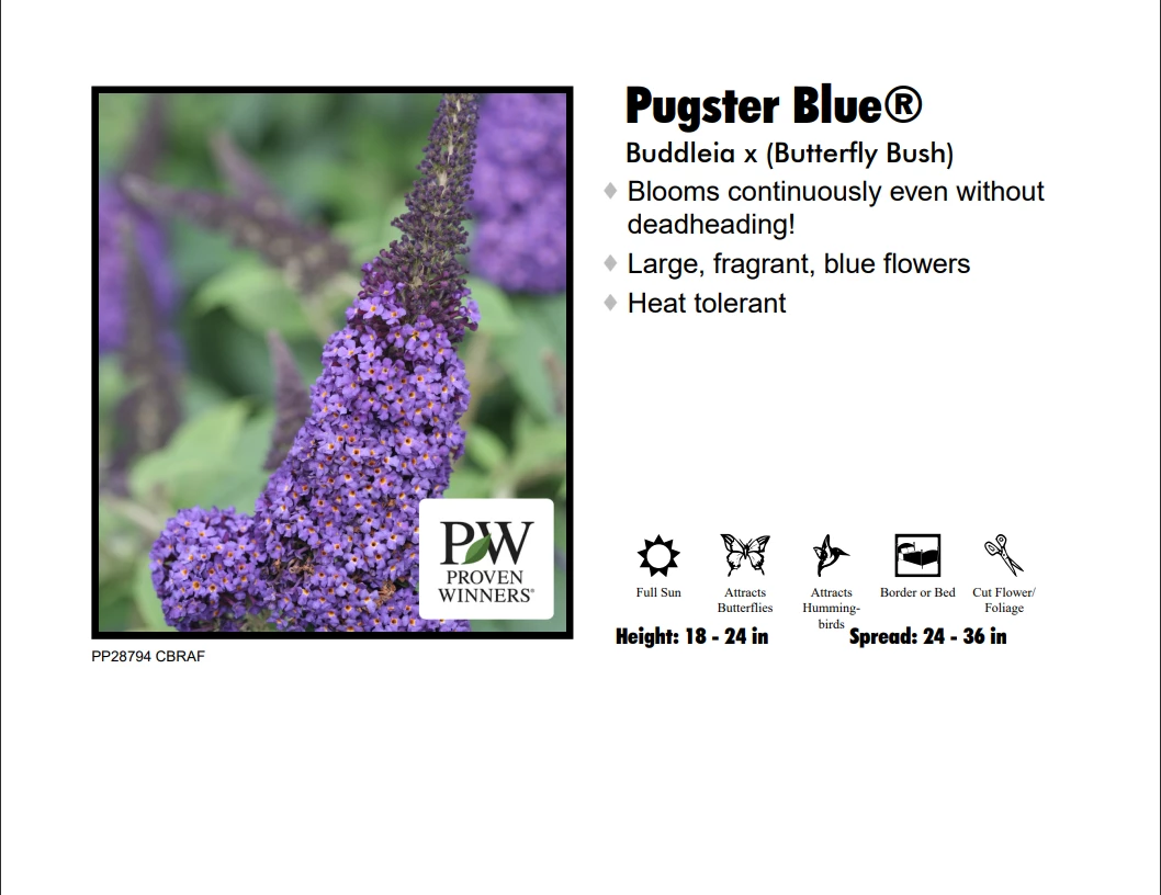Red Rock Nursery Butterfly Bush - Pugster Blue 3 Red Rock Nursery Butterfly Bush - Pugster Blue