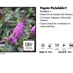 Red Rock Nursery Butterfly Bush - Pugster Periwinkle
