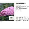 Red Rock Nursery Butterfly Bush - Pugster Pink 2 Red Rock Nursery Butterfly Bush - Pugster Pink