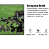 Pandy's Garden Center Nursery European Beech - Purple Fountain Weeping