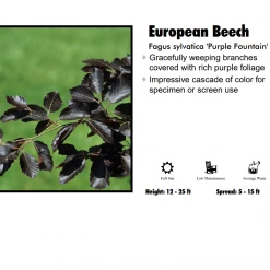 Pandy's Garden Center Nursery European Beech - Purple Fountain Weeping