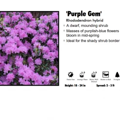 TreeTyme Rhododendron - Purple Gem Nursery