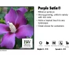 Pandy's Garden Center Perennials Hibiscus Syriacus - Purple Satin