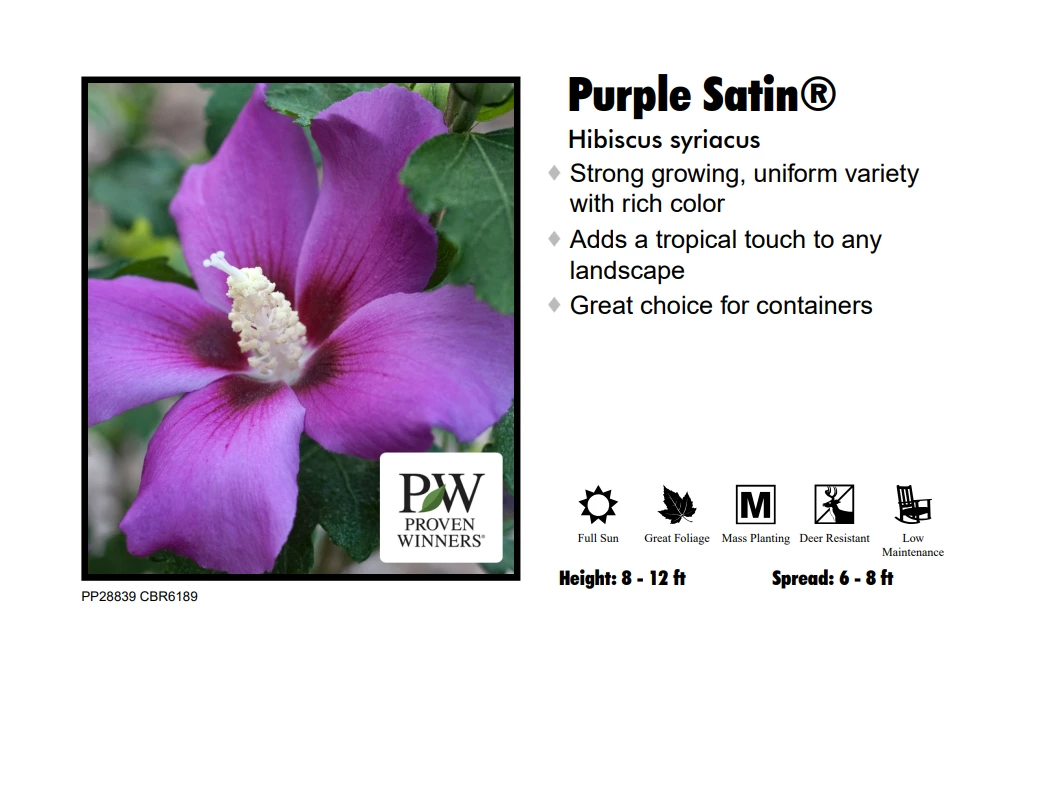 Pandy's Garden Center Perennials Hibiscus Syriacus - Purple Satin 3 Pandy's Garden Center Perennials Hibiscus Syriacus - Purple Satin