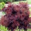 Pandy's Garden Center Smoketree Royal Purple